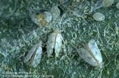 Three white and orange insects with waxy strands covering a leaf.