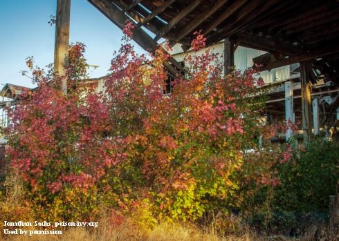 A red and orange shrub of poison oak growing in front of a building.