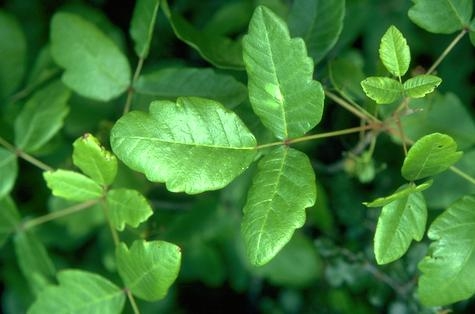 Poison Oak Resource Updated - Pests in the Urban Landscape - ANR Blogs