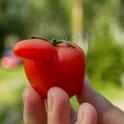 Horn/nose development on tomato fruit (Credit: N Volesky)
