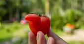 Horn/nose development on tomato fruit (Credit: N Volesky)