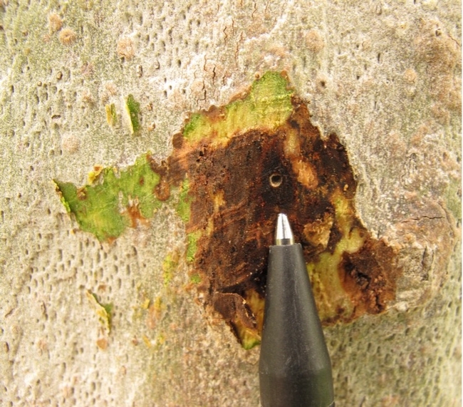 Ballpoint pen indicating invasive shothole borer entry hole in a tree trunk.