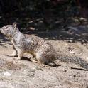 Figure 1. A California ground squirrel. (Credit: M Dimson, UCCE)