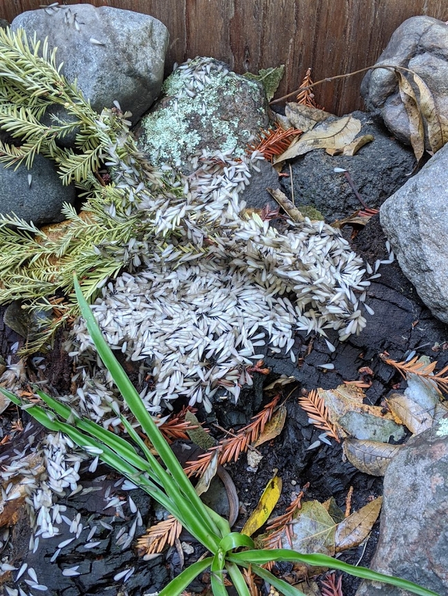 A swarm of cream colored termites resting on rocks and plant debris.