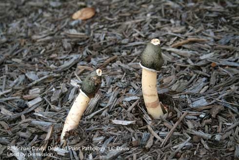 Stinkhorn Mushroom