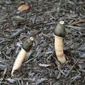 Stinkhorn Mushroom