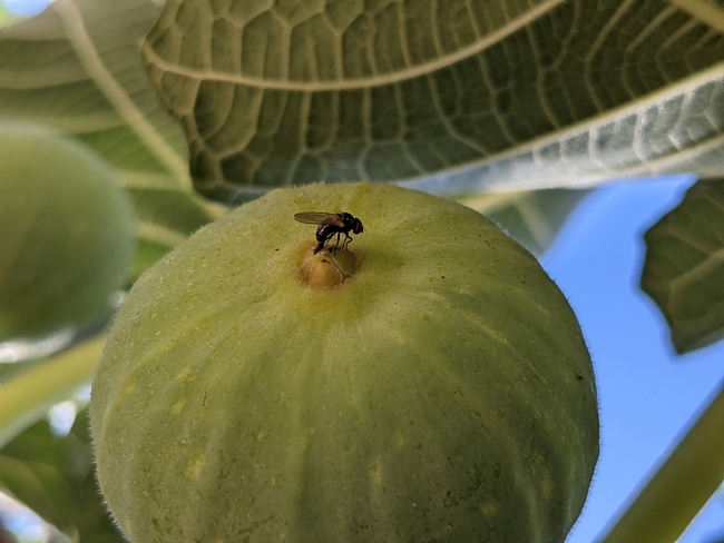 Figure 1. A black fig fly laying eggs inside a green fig. for Pests in the Urban Landscape Blog