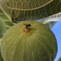 Figure 1. A black fig fly laying eggs inside a green fig.