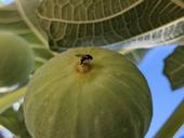 A black fig fly laying eggs inside a green fig.