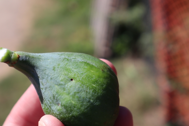 A small hole in the skin of a green fig caused by the black fig fly.