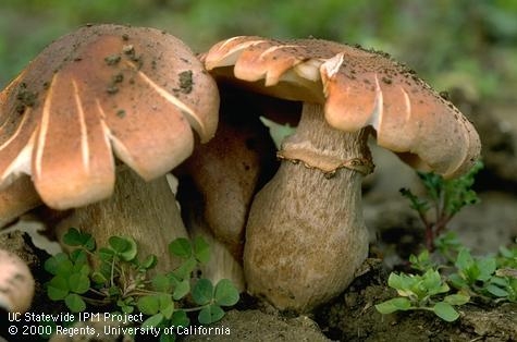 Mushrooms of <i>Armillaria mellea</i><br>(Credit: Jack Kelly Clark)