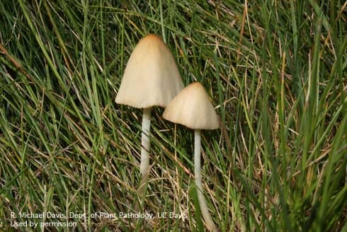 Mushrooms of <i>Conocybe albipes</i><br>(Credit: RM Davis)