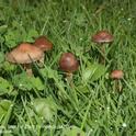 Mushrooms of <i>Panaeolus foenisecii</i><br>(Credit: RM Davis)