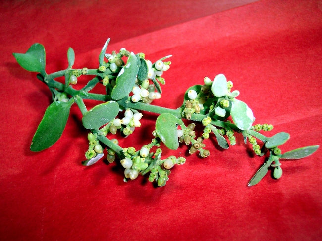 The entire mistletoe plant, <i>Viscum album</i>, is considered toxic.