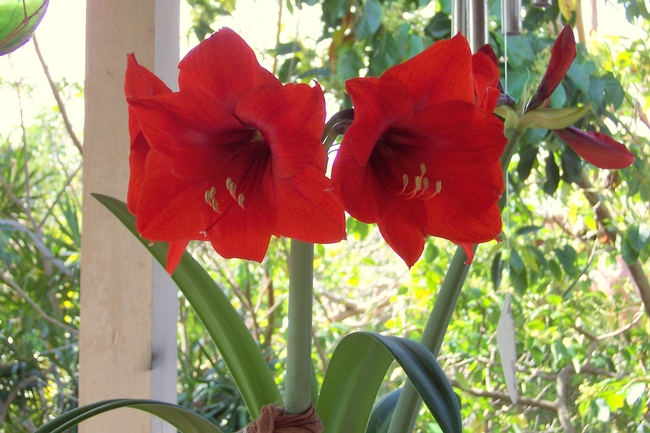 Amaryllis plant, <i>Hippeastrum</i> sp., have toxin primarily in the bulb but also in the leaves and stems.