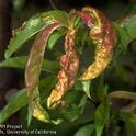 Reddish, puckered, distorted leaves infected by peach leaf curl.<br>(Credit: Jack Kelly Clark)
