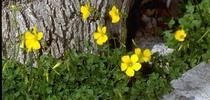 Buttercup oxalis (Cedit: Jack Kelly Clark) for Pests in the Urban Landscape Blog