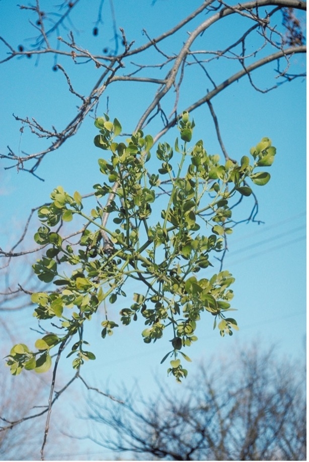 A mature, parasitic broadleaf mistletoe plant that is bright green on a bare tree branch.
