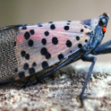 Spotted lanternfly is an invasive insect not yet found in California. [Credit: Lawrence Barringer, Pennsylvania Department of Agriculture, Bugwood.org]