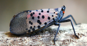 Spotted lanternfly is an invasive insect not yet found in California. [Credit: Lawrence Barringer, Pennsylvania Department of
Agriculture, Bugwood.org]