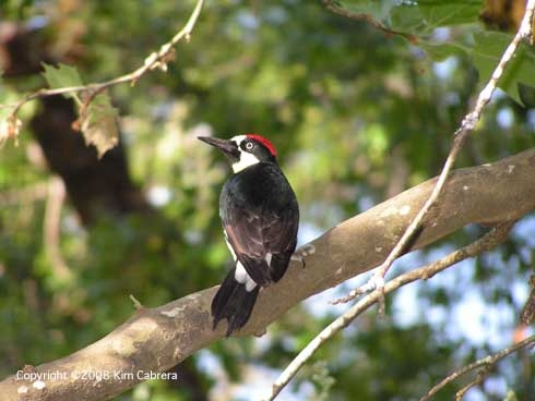 Acorn woodpecker. [Credit: Kim Cabrera]