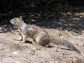 Brownish gray adult squirrel on dirt with its tail outstretched.