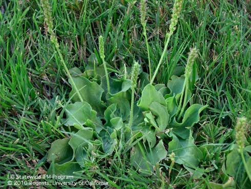 Do you know your weeds and how to control them?