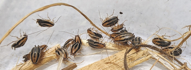 Several small three-lined cockroaches with black and brown stripes.
