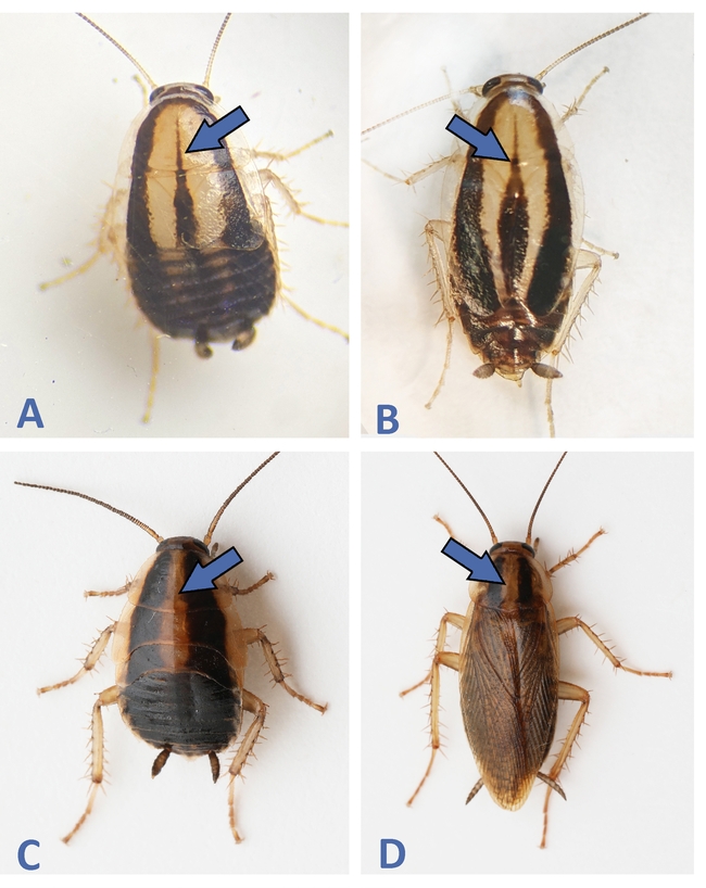 Four cockroach images. A: three-lined cockroach female. B: three-lined cockroach male. C: German cockroach nymph. D: German cockroach adult.