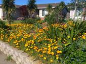 A drought-tolerant garden bed of California poppies, Ceanothus, and Watsonia. Photo by Tina Saravia, UC ANR.