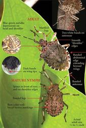 Features of brown marmorated stink bugs. [Credit: Steve Jacobs, PSU]