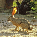 A black-tailed jackrabbit, also known as a hare. [Credit: US Fish and Wildlife Service]