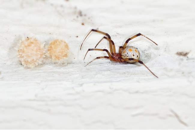 brown widow spider with egg sac