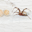 Adult brown widow spider with egg sacs. Photo by Mike Lewis, CISR.