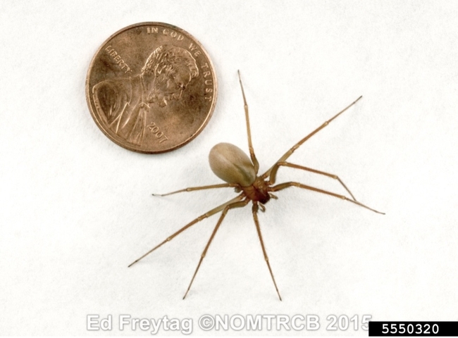 The brown recluse spider is not found in California. [Credit: Ed Freytag, Bugwood.org]