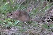 Adult house mouse. Photo by Jack Kelly Clark.