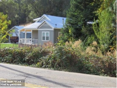 Wild blackberries growing along a roadway and encroaching into the home landscape. [Credit: Scott Oneto]