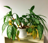 A houseplant with yellow leaves.