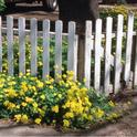 Blooming Bermuda buttercup next to a residential fence.