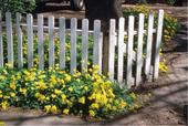 Blooming Bermuda buttercup next to a residential fence.