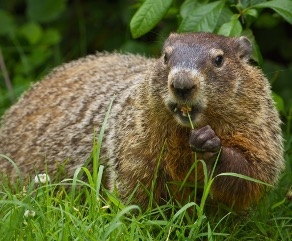 A groundhog eating a flower.