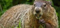 A groundhog eating a flower. for Pests in the Urban Landscape Blog
