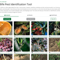 A photo of the Wildlife Pest Identification Tool.