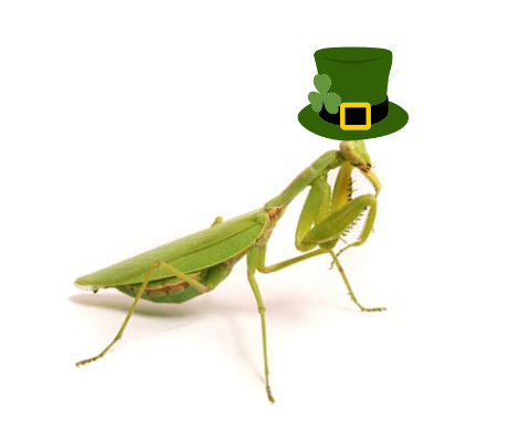 A praying mantid wearing a St. Paddy's Day hat.