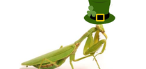 A praying mantid wearing a St. Paddy’s Day hat. for Pests in the Urban Landscape Blog