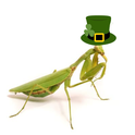 A praying mantid wearing a St. Paddy’s Day hat.