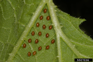 Squash bug eggs on a leaf by Phil Sloderbeck, Kansas State University, Bugwood.org