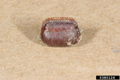 American cockroach egg case by Gary Alpert, Harvard University, Bugwood.org