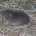 A vole, also known as a meadow mouse. [Credit: Jack Kelly Clark]