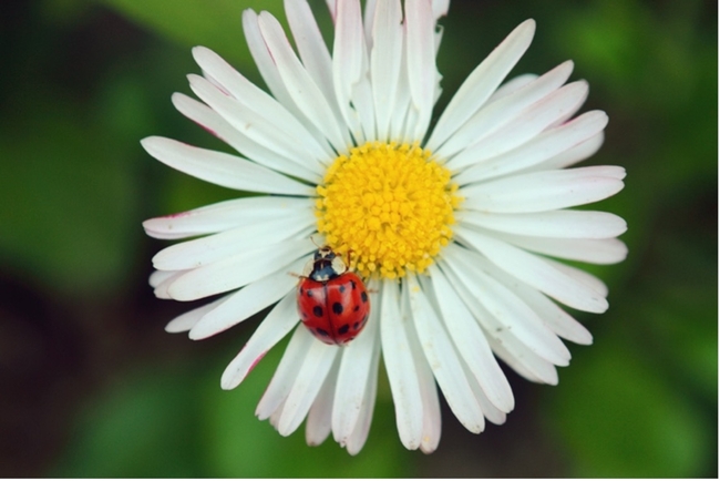 An adult lady beetle (ladybug) on a flower.